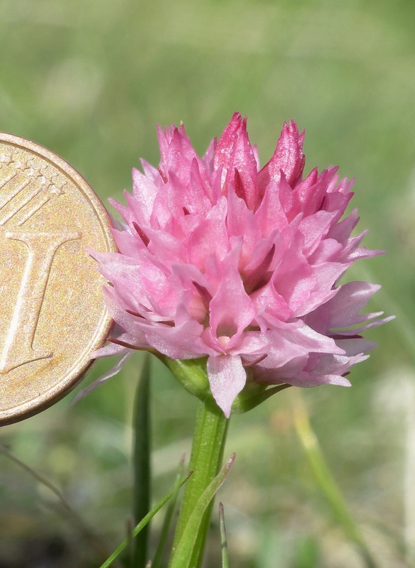 Monte Velino e Monti della Duchessa, le orchidee e la Natura  2024.